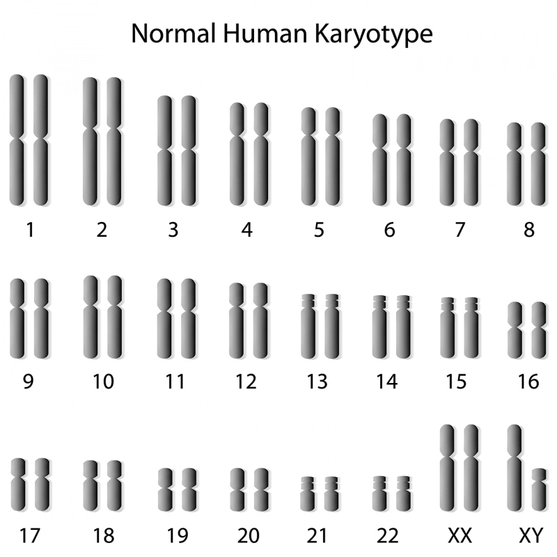 Karyotyping Products Of Concept Test